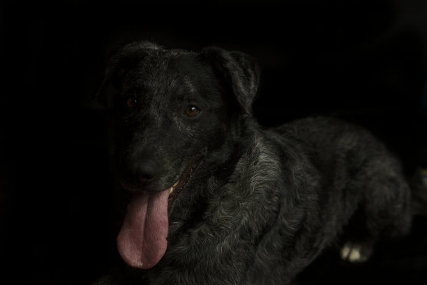 黑色背景下狗的特写镜头图片下载