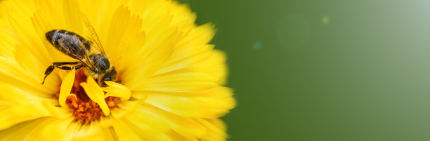 蜜蜂和花。在一个阳光明媚的日子里，一只大蜜蜂收集黄色花朵上的花粉。宏观水平的摄影。夏天和春天的背景。横幅图片下载