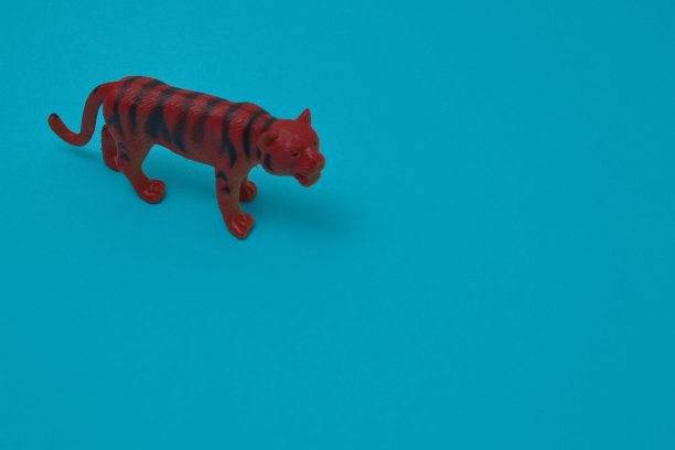 老虎行走在浅蓝色背景与复制空间。最小的场景。图片下载