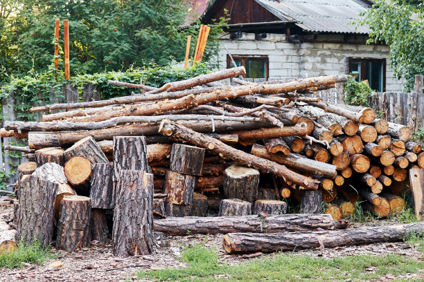 锯过的准备锯作木柴的锯过的树干图片下载
