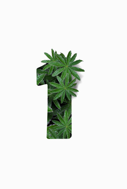 白色背景上孤立的阿拉伯数字1，由羽扇豆花叶照片拼贴而成图片下载