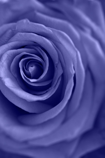 一个美丽精致的花束，玫瑰，金丝桃和石竹在紫丁香背景。花的背景图片下载