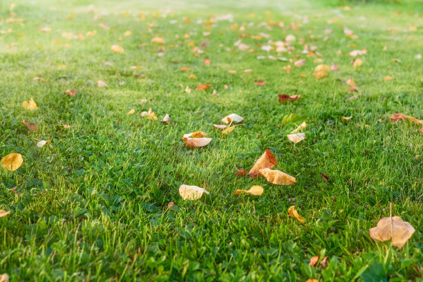 阳光下，橙色的枯叶躺在绿色的草地上。图片下载
