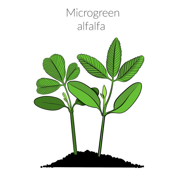 年轻microgreen苜蓿图片下载