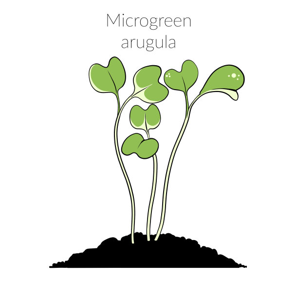 年轻microgreen芝麻菜图片下载
