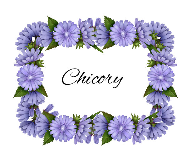 方形框架来自菊苣图片下载