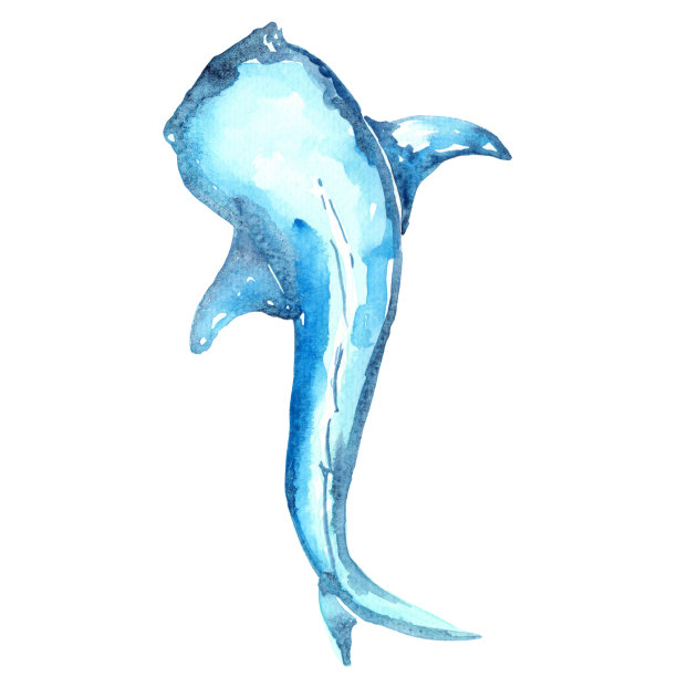 摘要蓝鲸鲨水彩插画，用于装饰海洋生物和沿海生活。图片下载