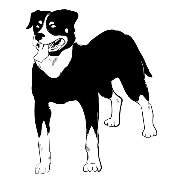 罗威纳犬孤立在白色背景上。图片下载