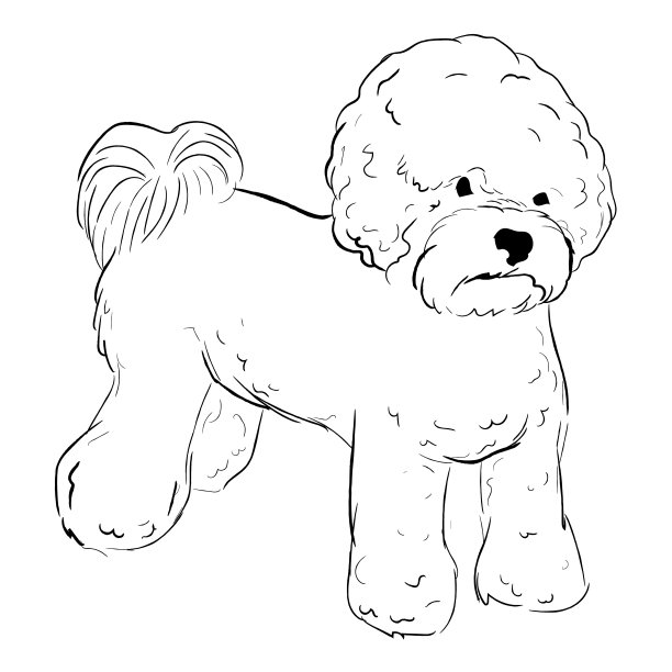 比雄卷毛犬孤立在白色背景上。图片下载