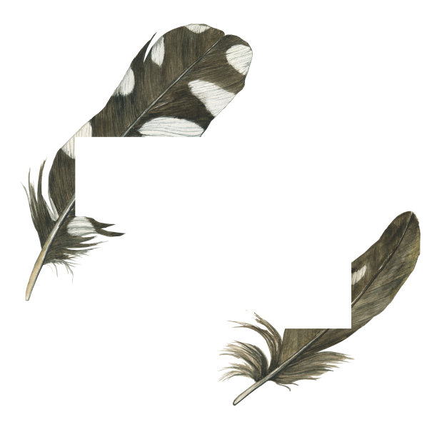 水彩斑点羽毛的啄木鸟在框架孤立在白色背景上。手绘插图。黑白圆点的逼真羽毛。图片下载