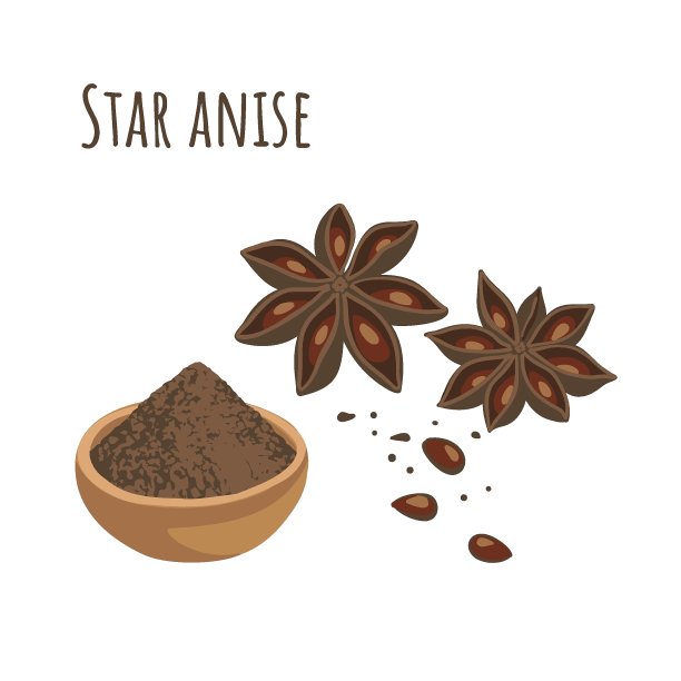 调味用八角茴香。矢量图图片下载