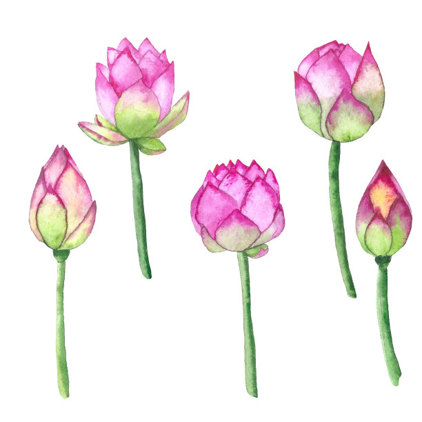 水彩莲花套图片下载