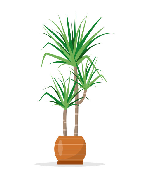 装饰室内植物龙血树在陶瓷花盆图片下载