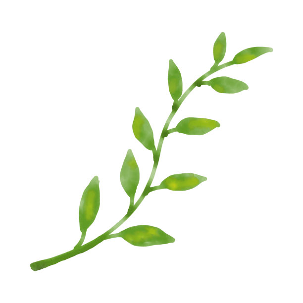 水彩绿叶插图在白色背景图片下载