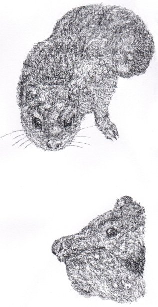 澳大利亚本土哺乳动物东部袋鼬插图图片下载