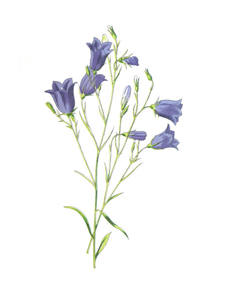 风铃草古董手绘花卉插画，19世纪图片下载