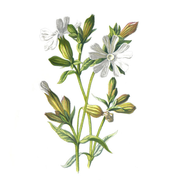 Melandrium专辑花。(白色冠毛草或石竹科硅烯)。仿古手绘花卉插画。古董花。野花插图。19世纪。图片下载