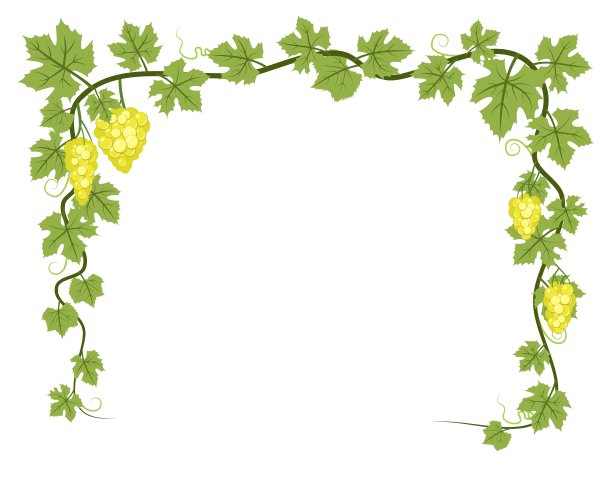 矩形框。有叶子和一串串葡萄的藤蔓植物。葡萄栽培和农业。在浓密的灌木上有浆果的树枝。年轻的葡萄园。甜蜜的秋收。孤立的白色背景。向量。图片下载