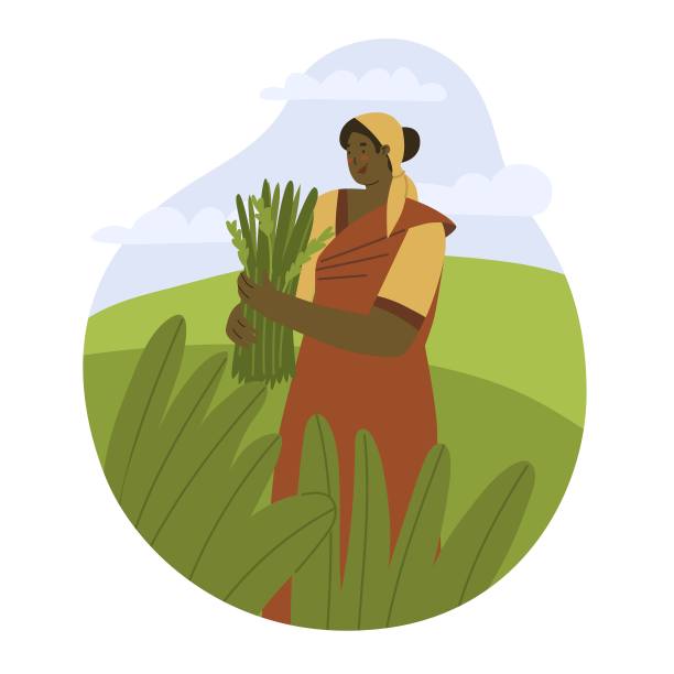 女工正在田里收割稻子。在亚洲种植水稻。自然农业村庄。艰苦的体力劳动。平面风格在矢量插图。印度，越南，孟加拉国，柬埔寨，泰国。图片下载