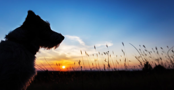 快乐的狗头剪影横幅与蓝天图片下载