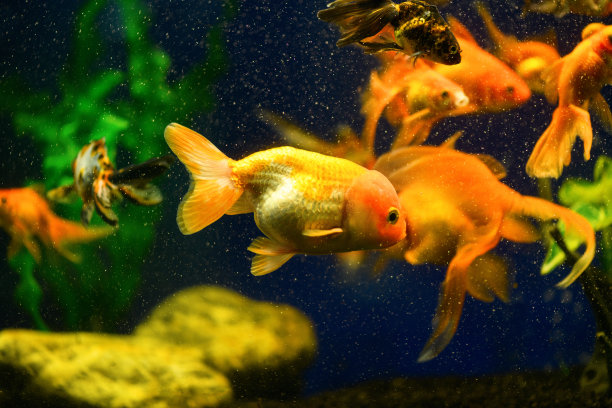 淡水鱼缸里的金鱼在蓝色的背景上图片下载