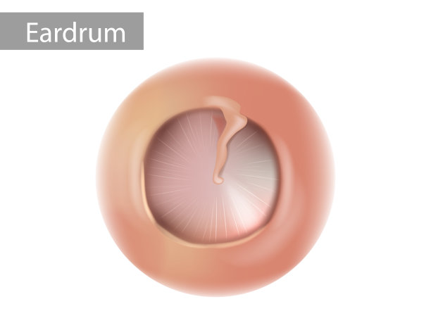 人类耳膜的解剖。健康的鼓膜。向量图片下载