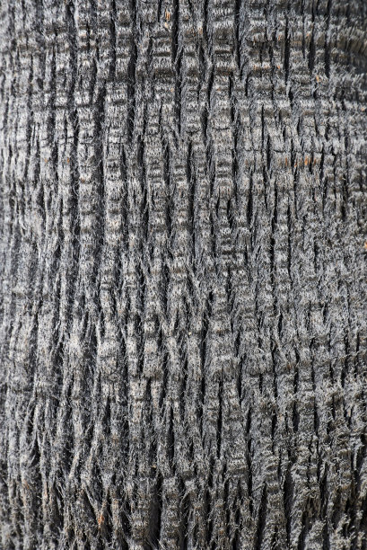 棕榈树树干作为照片背景图片下载