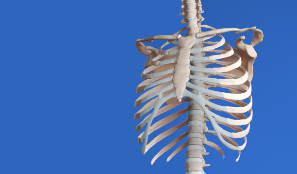 骨架躯干在蓝色背景图片下载