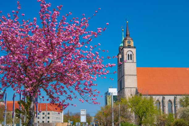 在德国马格德堡的春天蔚蓝的天空中，历史悠久的马格德堡市中心，圣约恰尼教堂(Jochannis)站在盛开的玫瑰色樱花前。图片下载