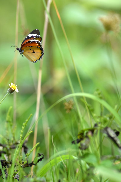 蝴蝶在绿叶间飞舞图片下载