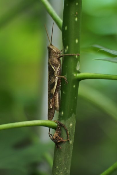一只蚱蜢在叶子上的宏观图像图片下载