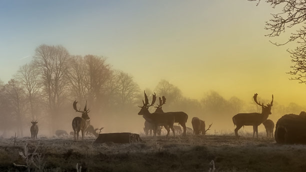 黎明。美丽的晚上。日落。温暖的夏夜夕阳。迷雾森林。童话般的惊险场景图片下载