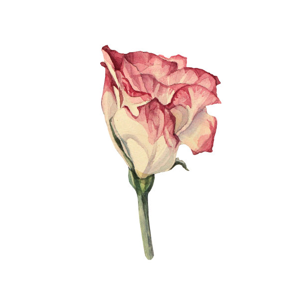 水彩粉红色芽玫瑰孤立在白色背景。春夏季手绘鲜花婚庆，三月八日庆典。剪贴画卡墙纸包装花店贴纸，素描本，彩色书图片下载