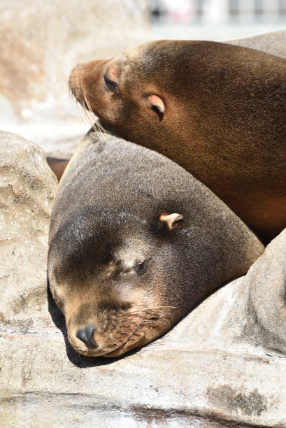 一个熟睡的密封图片下载