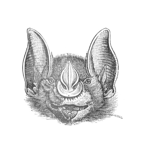 标枪蝙蝠，古董雕刻插图图片下载