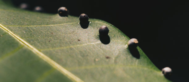 摘要虫卵条形幼虫沿绿色植物叶片表面边缘形状准确、美观。惊人的宏观野生动物自然世界高细节照片纹理纹理。哑光的效果图片下载