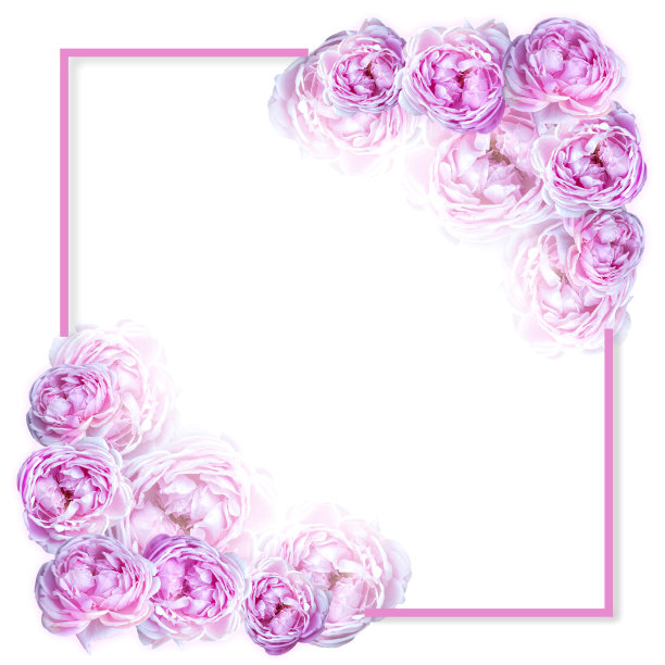 花组成粉红色的花玫瑰。框架由白色背景上的花朵。图片下载