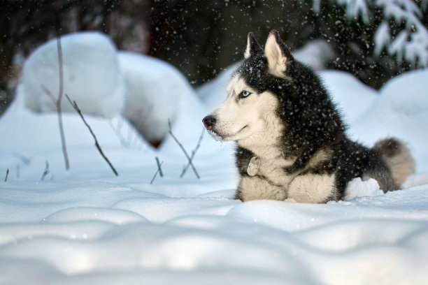 哈士奇狗躺在雪地上的雪堆图片下载
