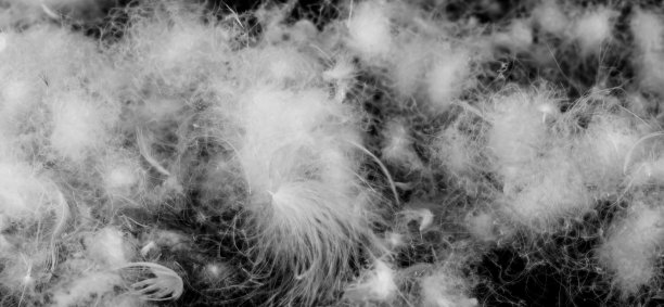 漂亮的白鸭绒。纹理或背景图片下载