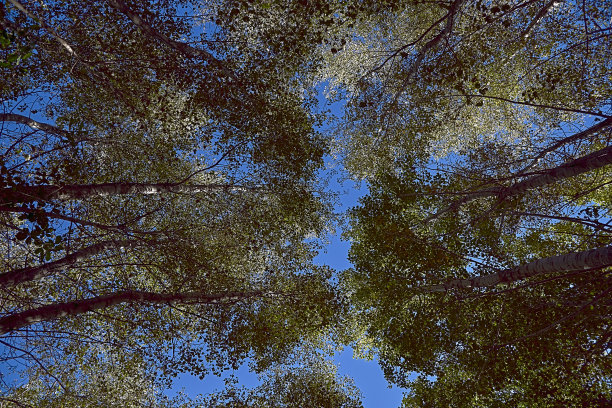 从下面看到的一组大树图片下载