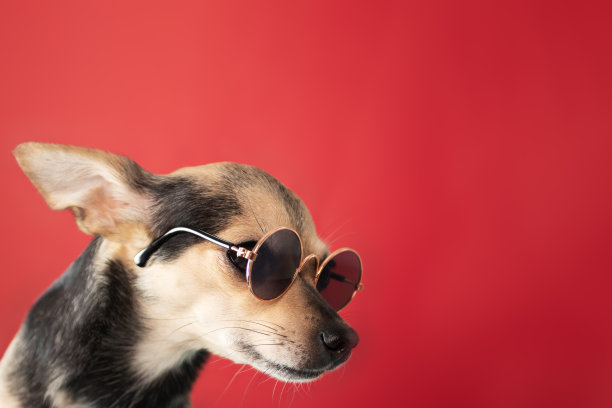 放松的小狗戴着太阳镜，有趣的小狗图片下载