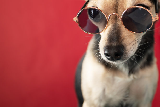 酷梗狗戴着太阳镜，看起来很严肃图片下载