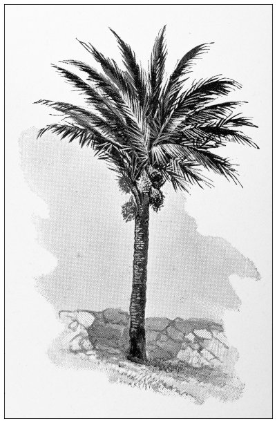 埃及古董旅行照片：海枣图片下载