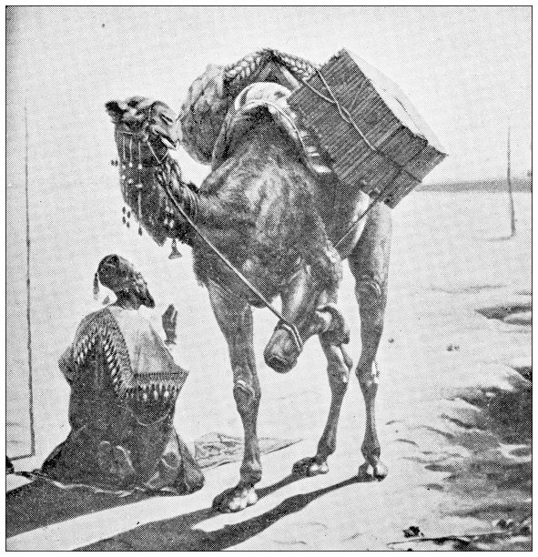 埃及古董旅行照片：阿拉伯人祈祷与骆驼图片下载