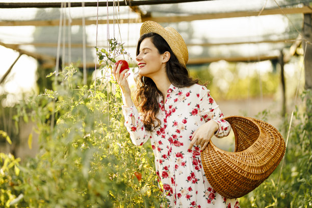年轻微笑的女人拿着篮子，从花园里收获新鲜的西红柿图片下载