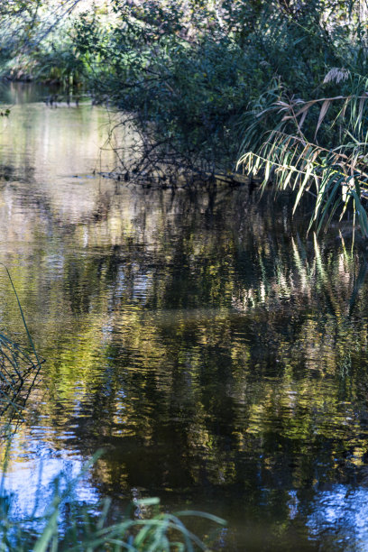 溪流中树木的倒影图片下载