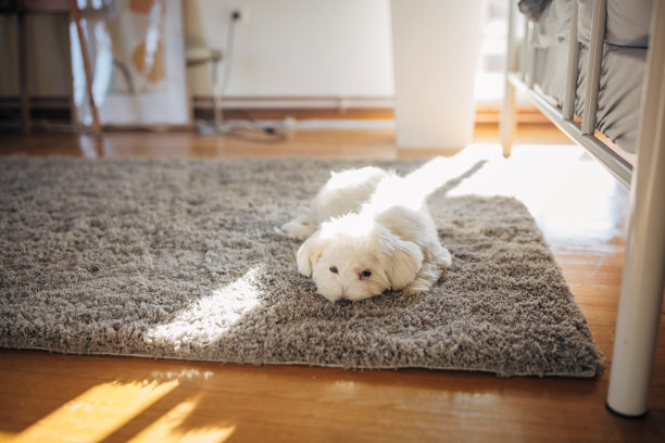 小狗躺在地毯上图片下载