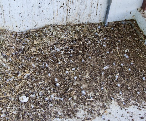 房子问题照片，一大堆鸽子落在一个废弃的公寓的窗口露台上，用于不卫生、清洁产品的概念工作图片下载