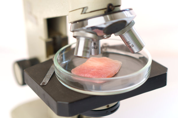 在显微镜下检查有机肉类。图片下载