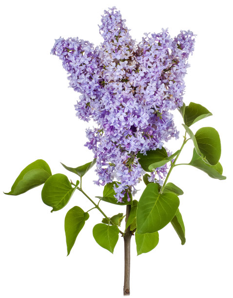 丁香色的浅紫色孤立瓣图片下载